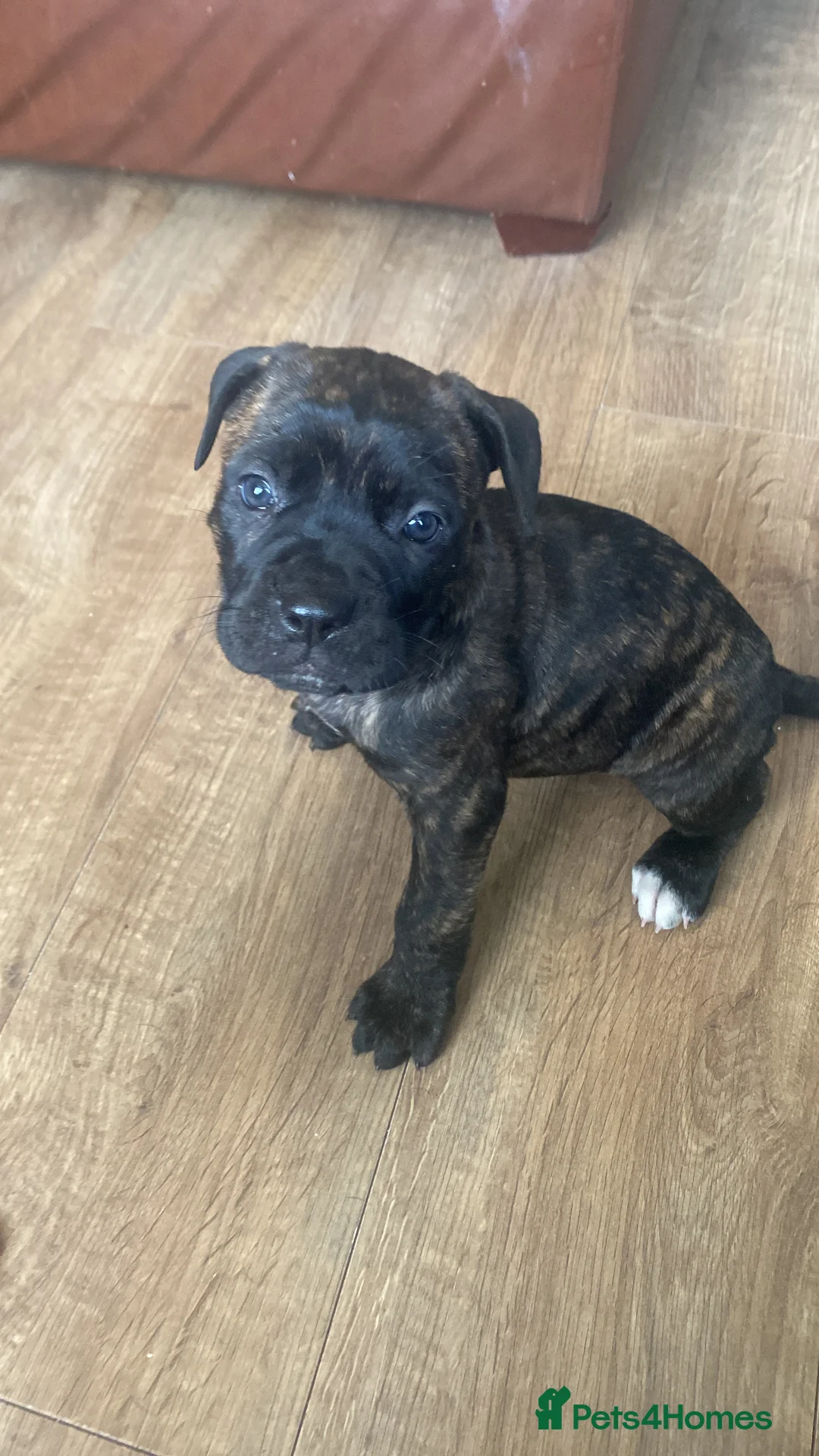Cane Corso dogs for sale: BRINDLE FEMALE CANE CORSO PUPPY - 8 WEEKS OLD  - Advert 1