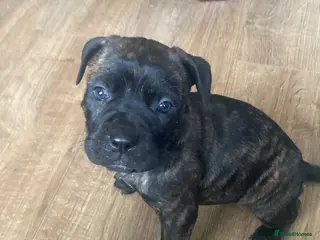 Cane Corso dogs BRINDLE FEMALE CANE CORSO PUPPY - 8 WEEKS OLD - Advert 1