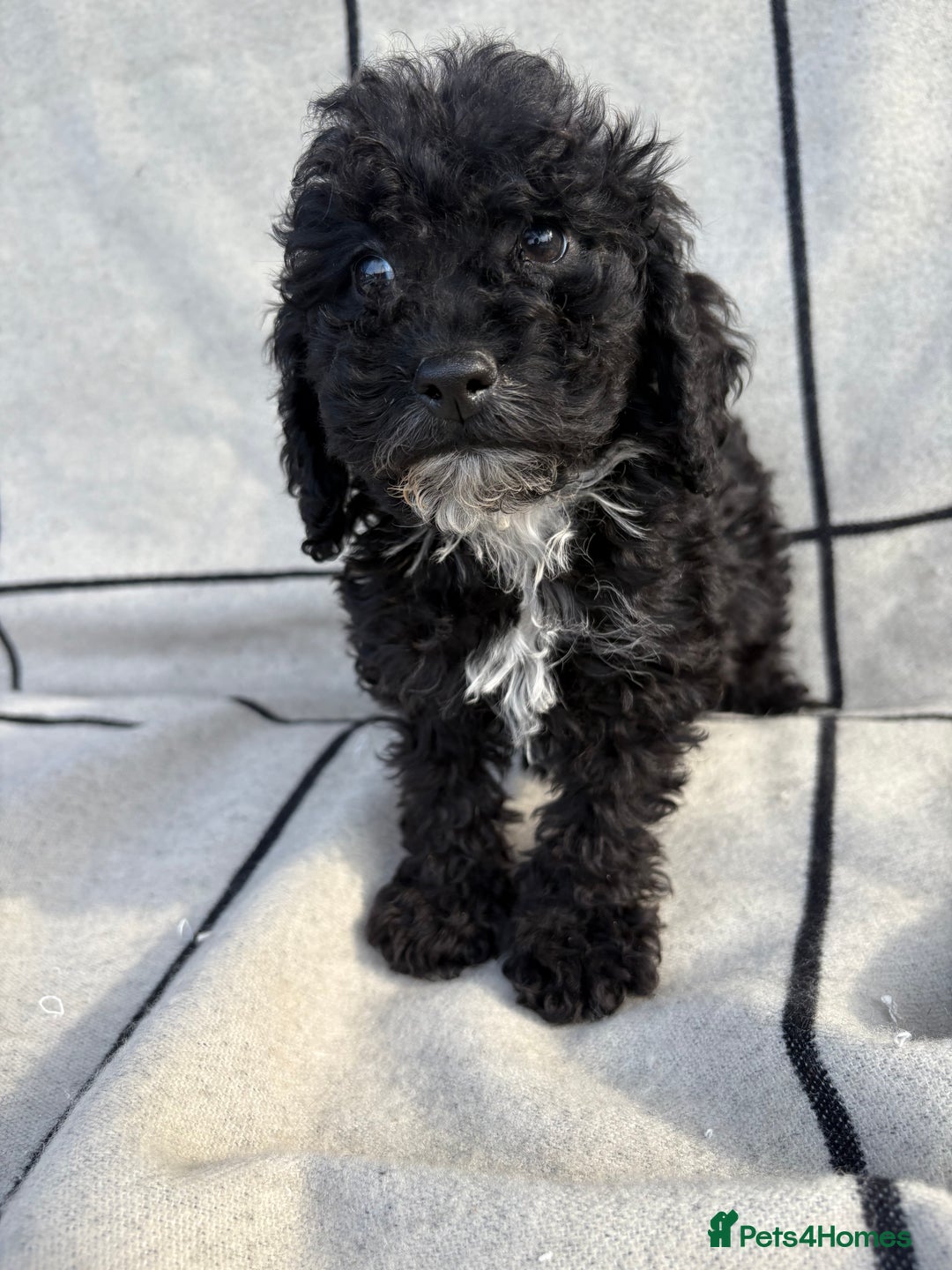 Cockapoo dogs for sale: 🐾STUNNING F1 COCKERPOOS 🐾health tested parents🐾 - Image 7