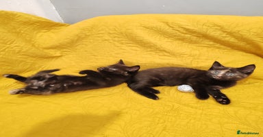 Mixed Breed cats - Advert 7