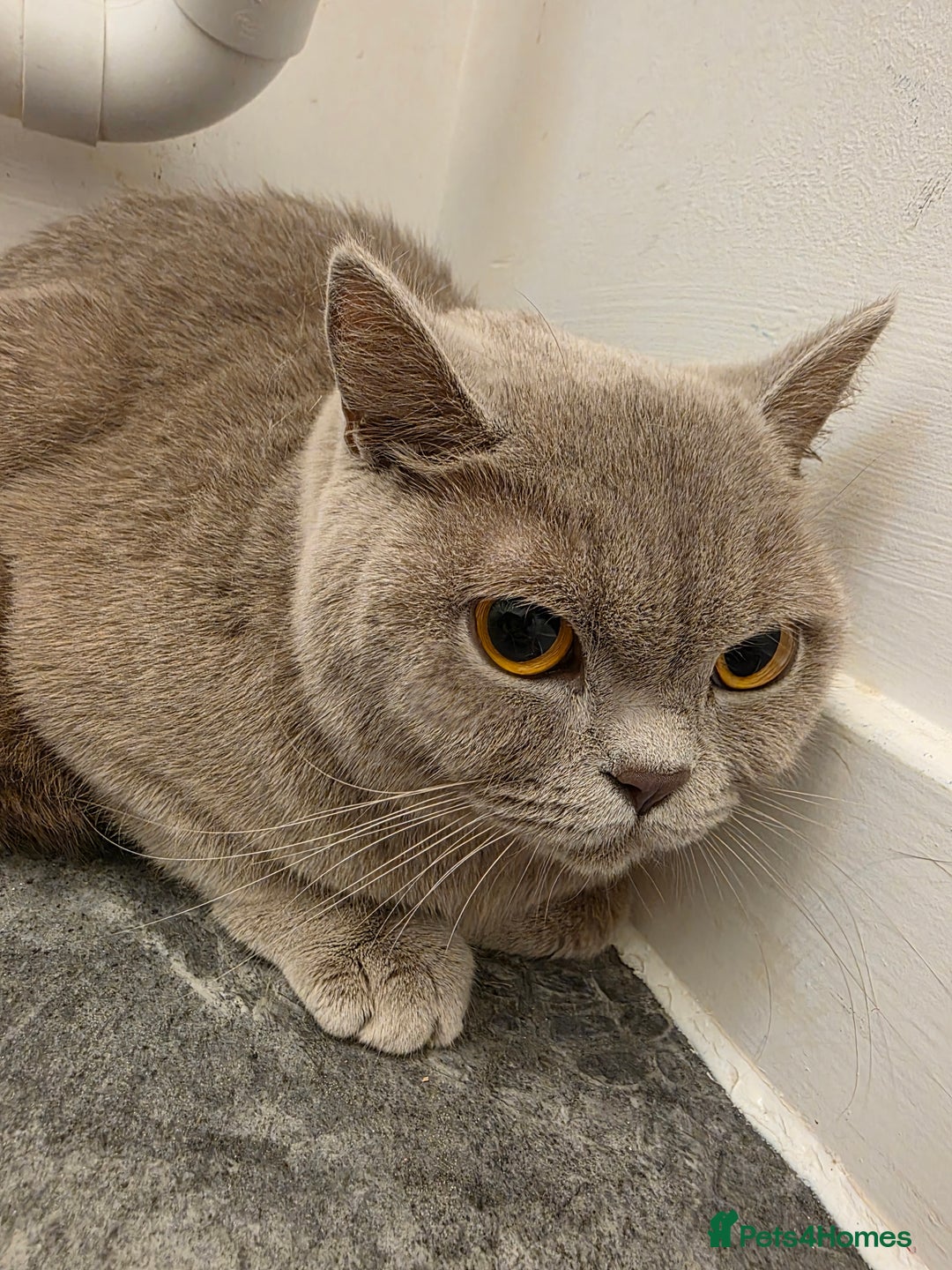 British Shorthair cats for sale: Beautiful Purebred British Shorthair (Lilac)  - Advert 3
