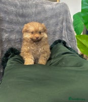 Chihuahua dogs Female Pomeranian puppy ready now - Advert 3