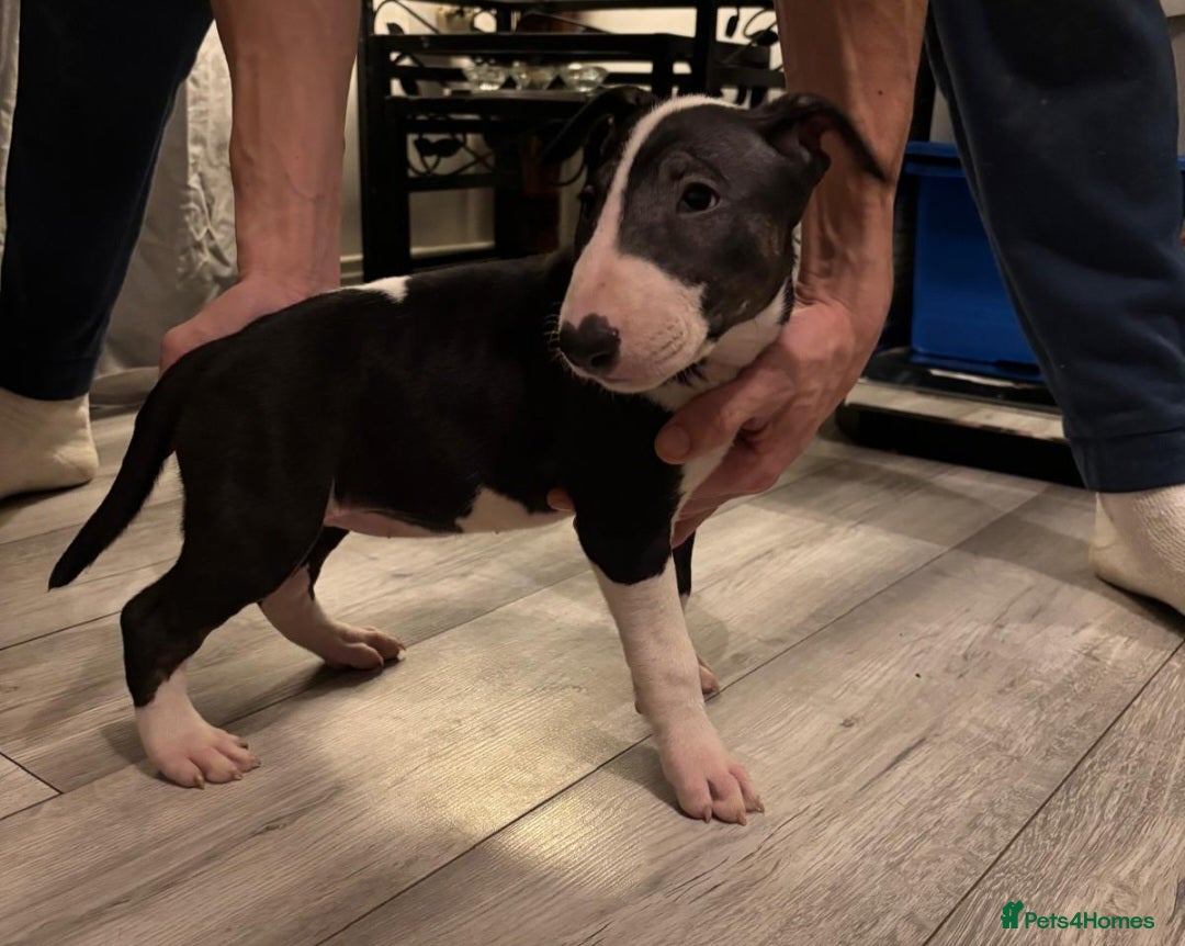 English Bull Terrier dogs Reduced Last girl left KC bullterriers puppyys x5 - Advert 1