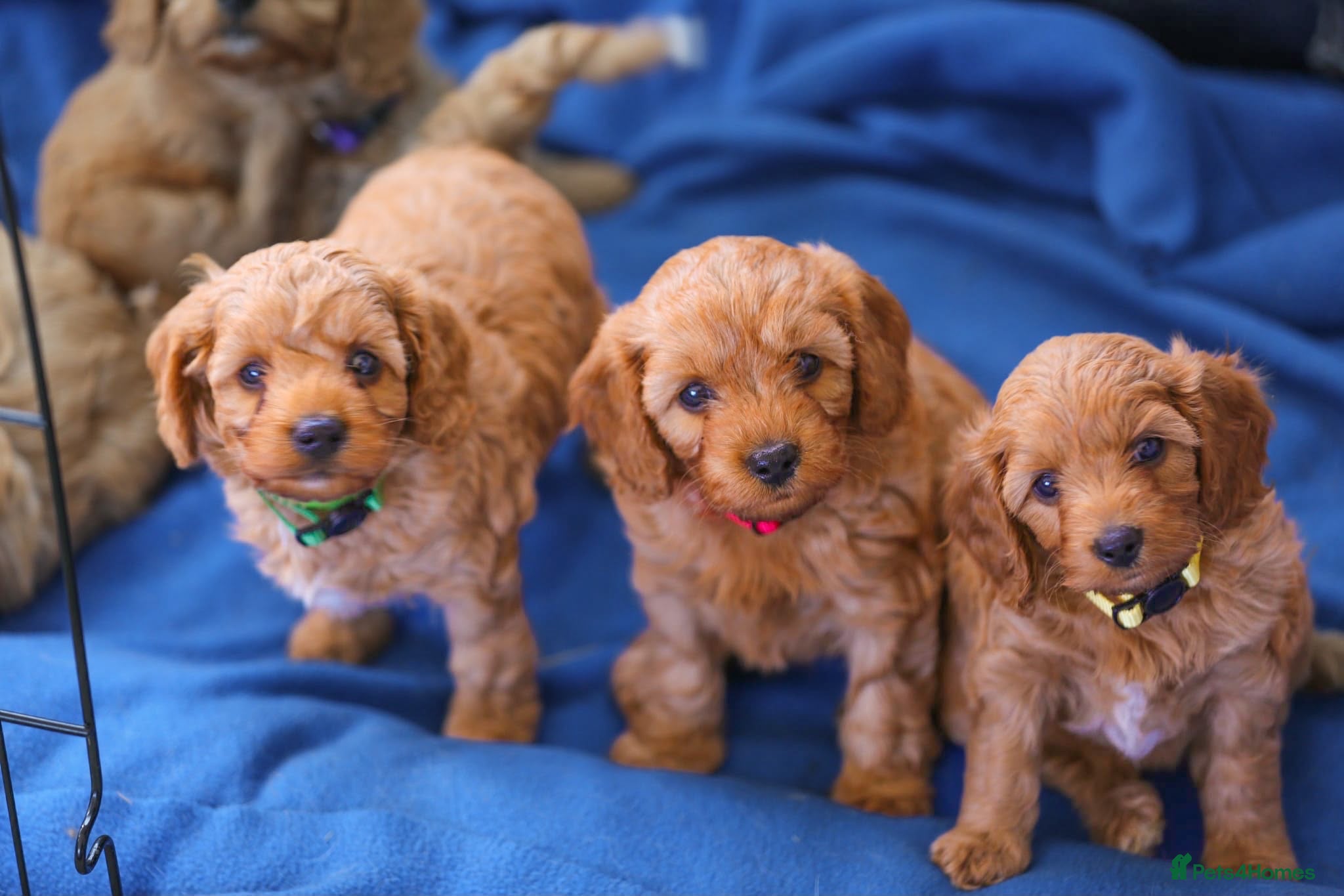 Cavapoo dogs Perfect homebred red F1 Cavapoo puppies  - Advert 13