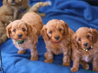 Cavapoo dogs Perfect homebred red F1 Cavapoo puppies - Advert 1