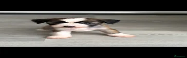 Chinese Crested Puppy 1