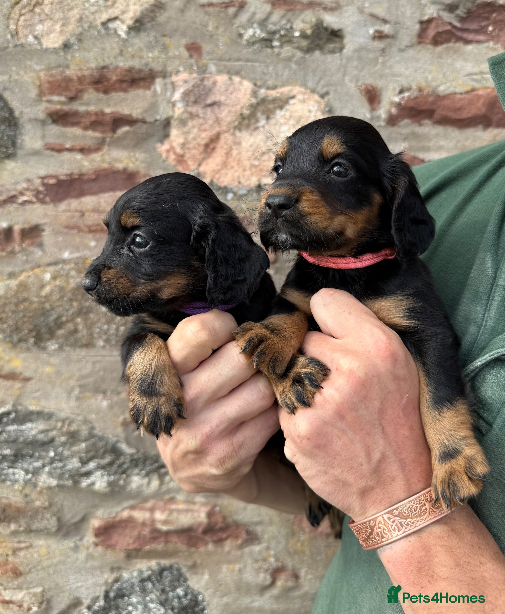 Cocker Spaniel dogs Health Tested Cocker Spaniel Puppies  - Advert 1
