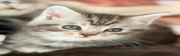 Maine Coon cats for sale: Gorgeous Maine Coon Kittens Ready Soon 🐾 - Advert 9