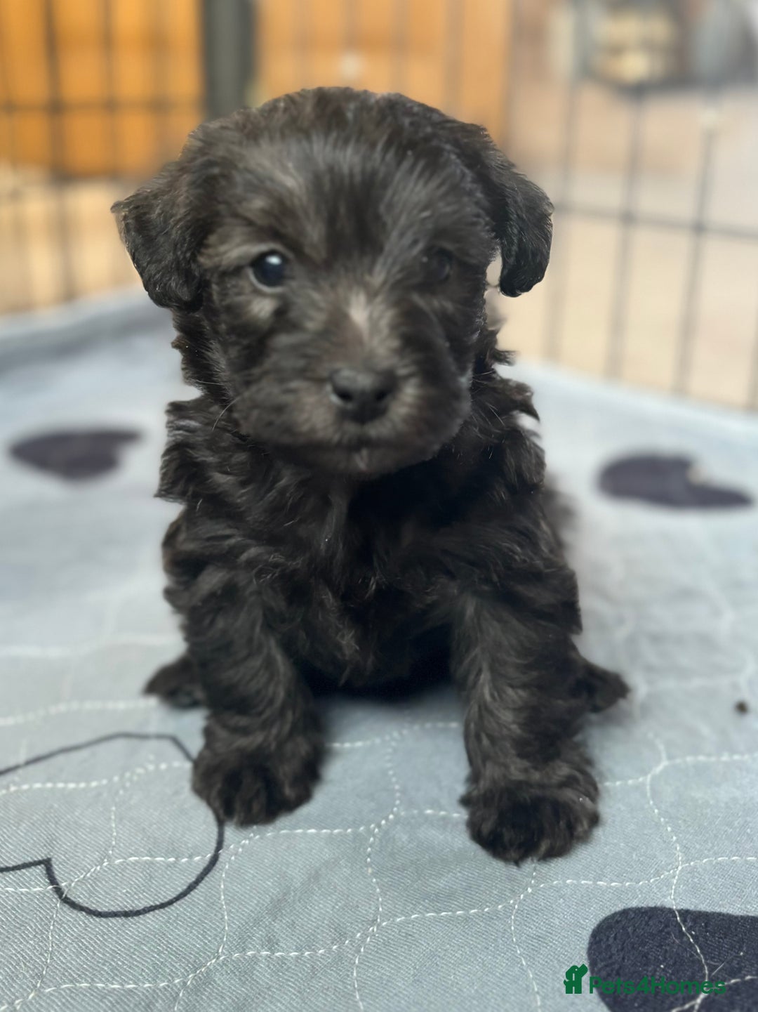 Mixed Breed dogs for sale: Westiepoo puppies - Advert 9