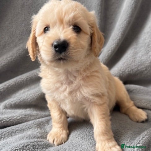 Labradoodle dogs 3 pups left ⭐️ Miniature labradoodles  - Advert 1