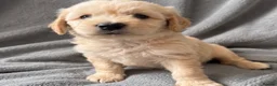 Labradoodle dogs for sale: 3 pups left ⭐️ Miniature labradoodles  - Advert 1