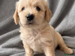 Labradoodle dogs 3 pups left ⭐️ Miniature labradoodles - Advert 1