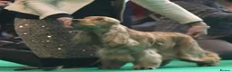 Cocker Spaniel dogs for sale: Villaspaniol lines KC show type cocker spaniels  - Advert 6