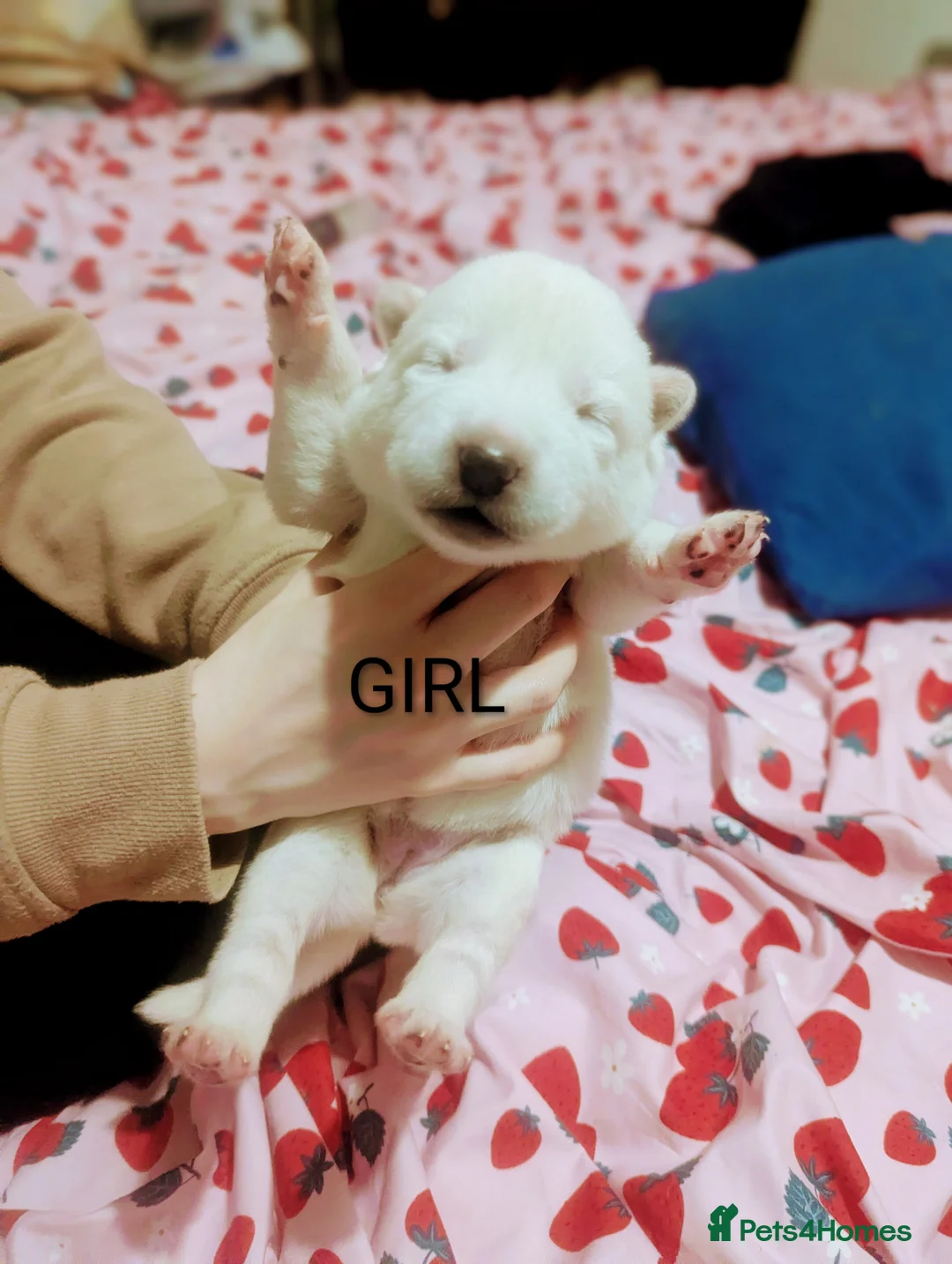 Japanese Akita Inu dogs for sale: 2 stunning huskita puppies left  - Advert 2