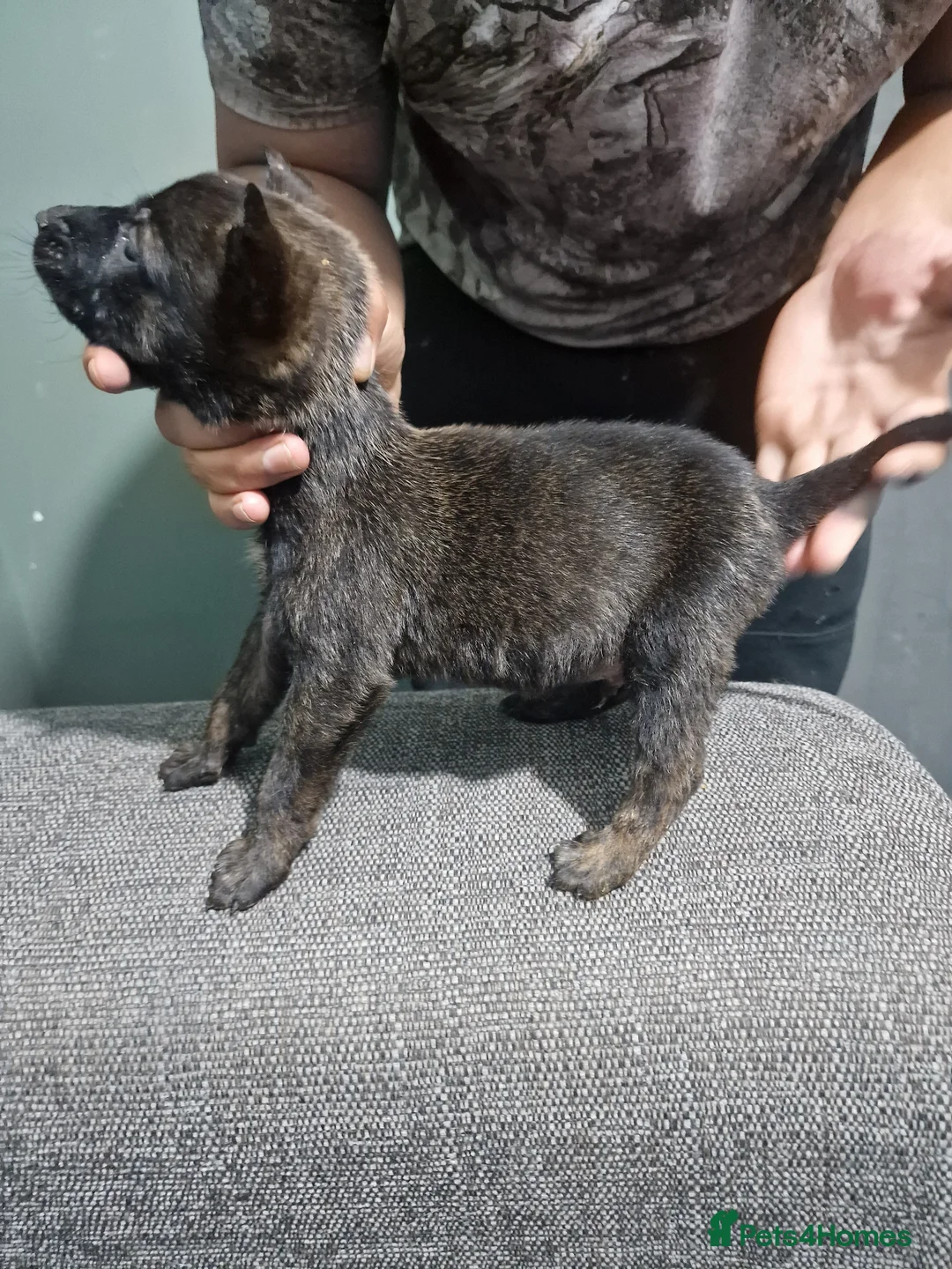 Belgian Shepherd Dog dogs for sale: We have 4 stunning Belgian Malinois puppies  - Advert 2
