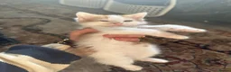Turkish Angora cats for sale: Kittens for sale - Advert 7