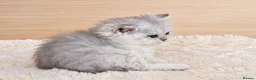 Selkirk Rex cats for sale: Beautiful Selkirk Rex Shorthair Kittens  - Advert 8