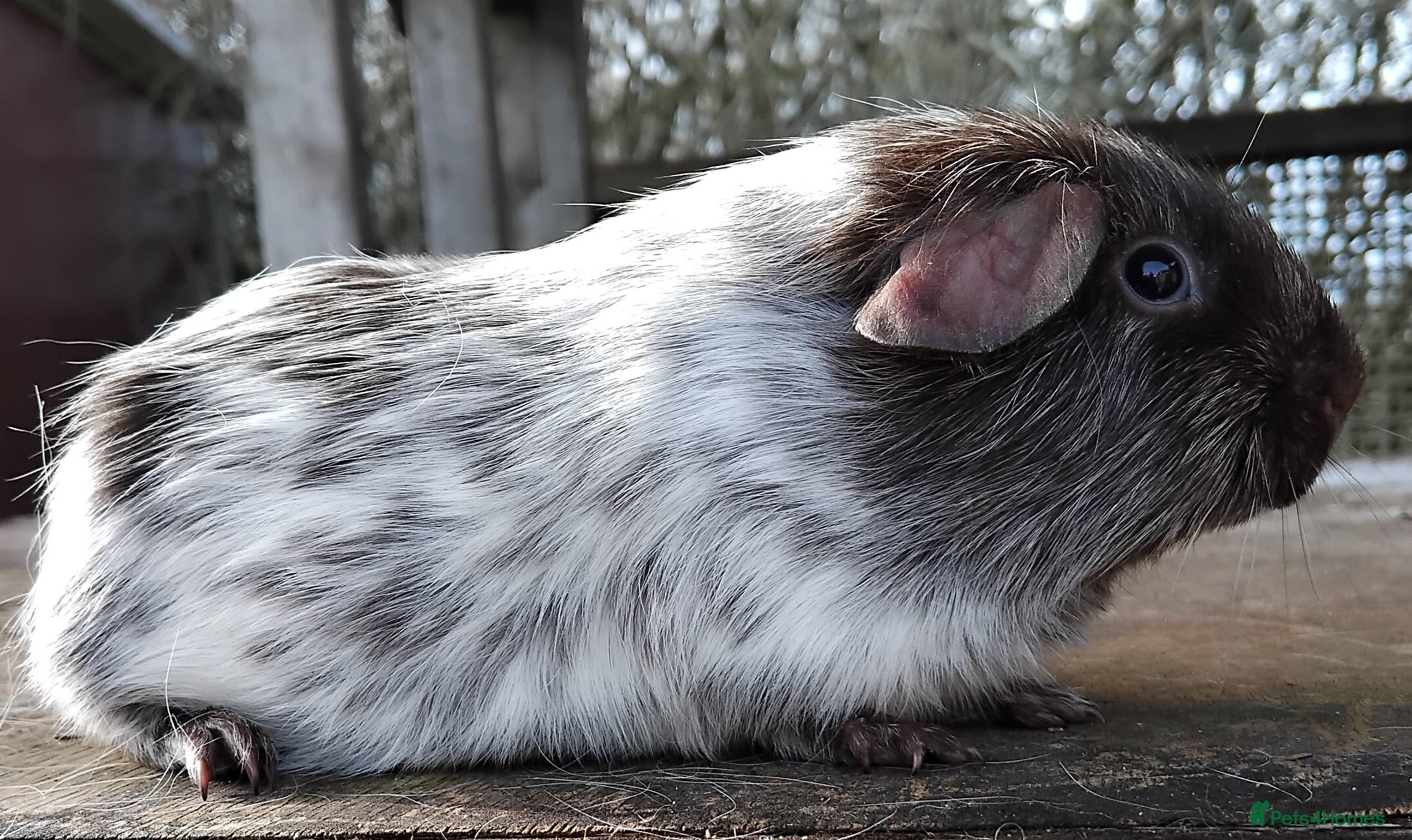 Guinea Pig rodents Chocolate Dalmation sows or breeding Trio - Advert 2
