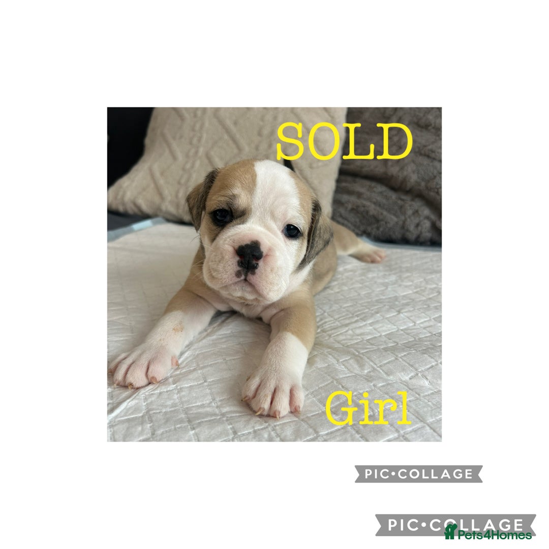 Olde English Bulldogge dogs for sale: 7 olde English bulldogs puppies - Image 8