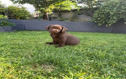 Labrador Retriever dogs for sale: KC Registered Lab pups ready for reserving - Image 6