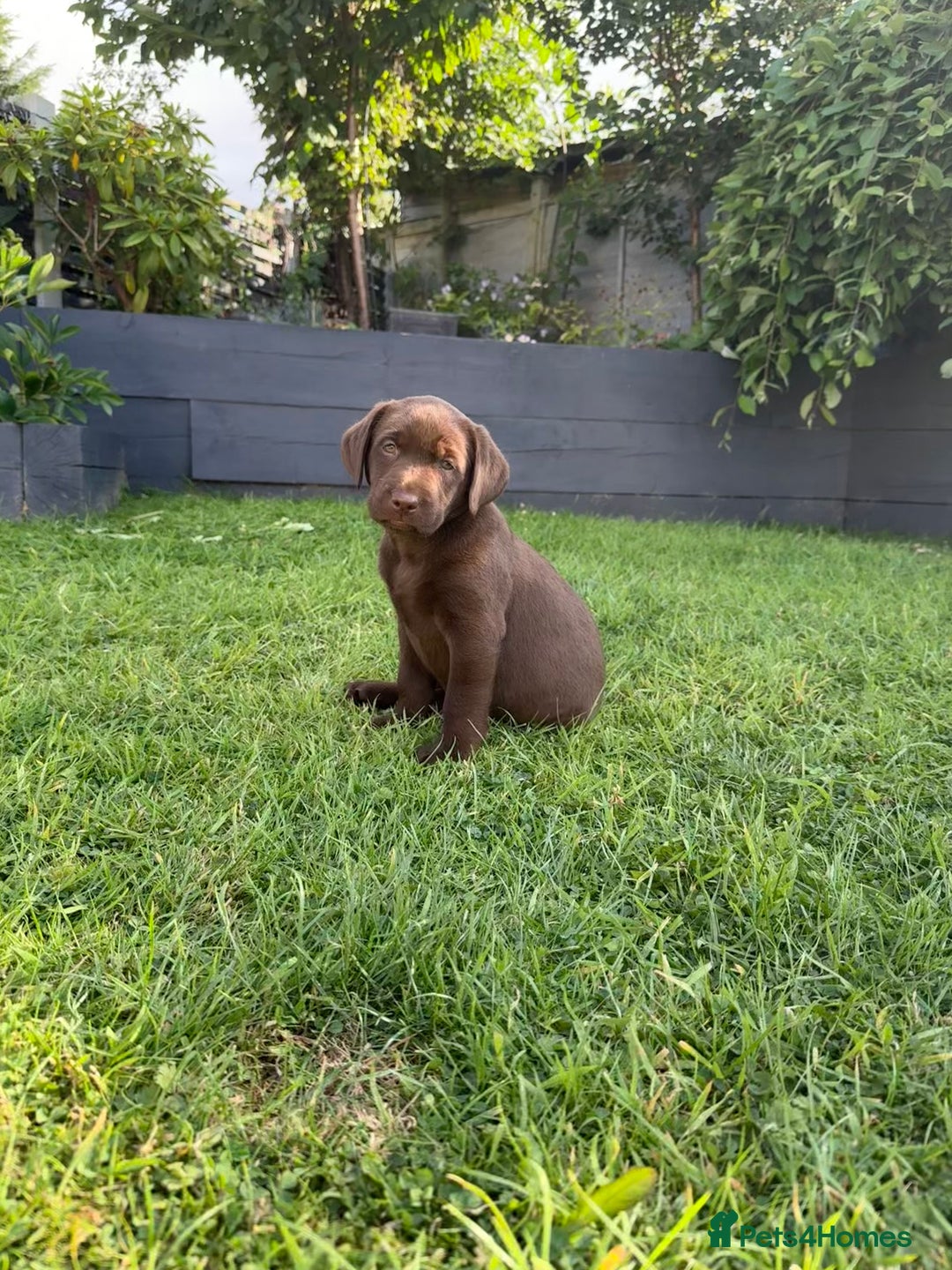Labrador Retriever dogs for sale: KC Registered Lab pups ready for reserving - Image 6