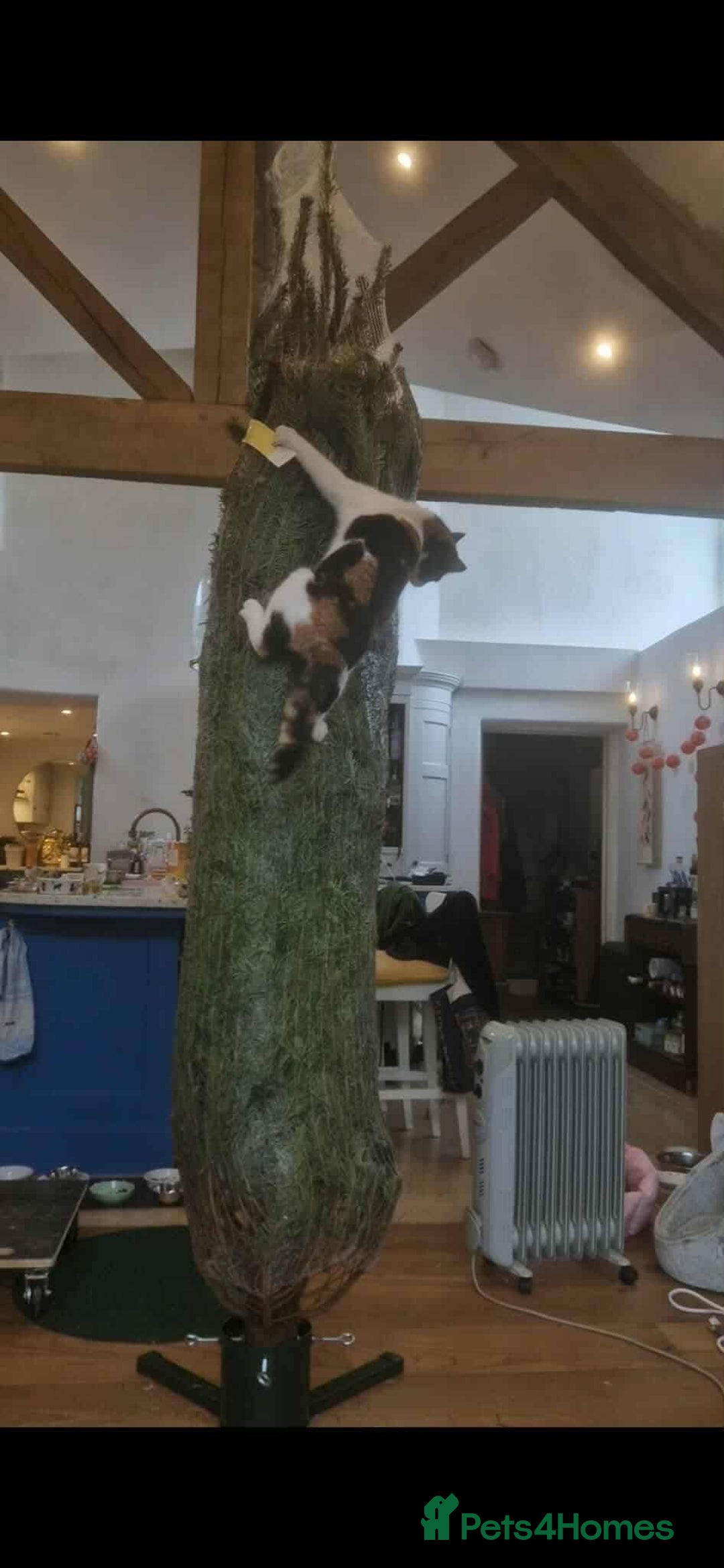 Mixed Breed cats for adoption: Carmen for adoption - Advert 4