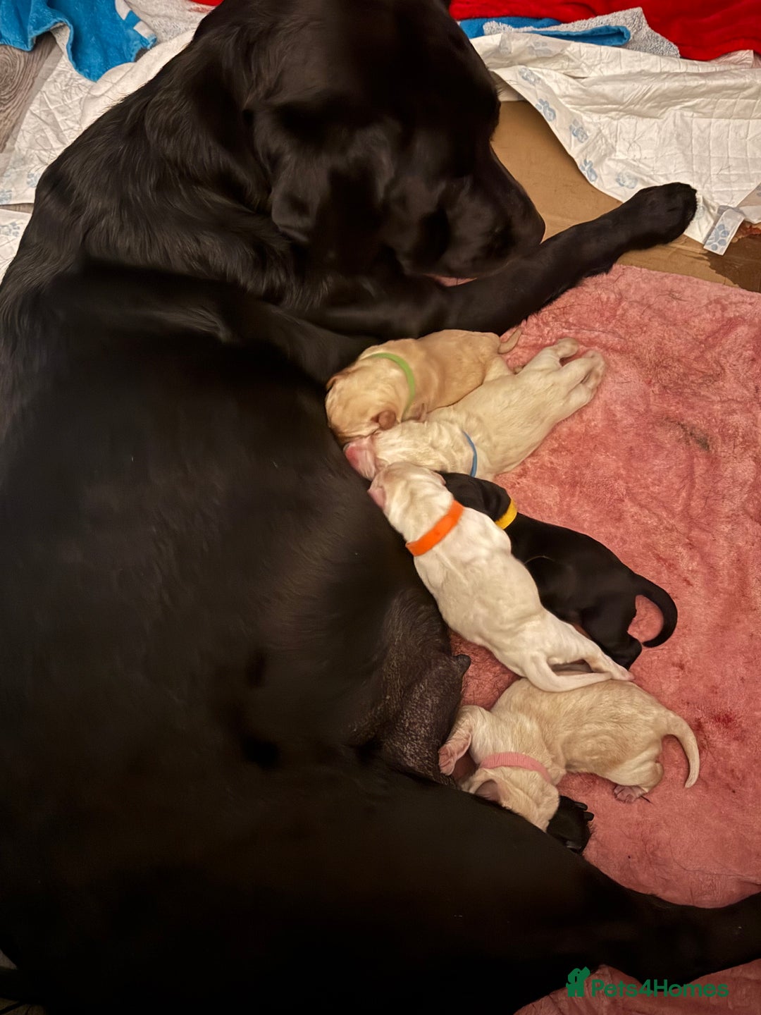 Labrador Retriever dogs for sale: 9 stunning Labrador puppies  - Image 7