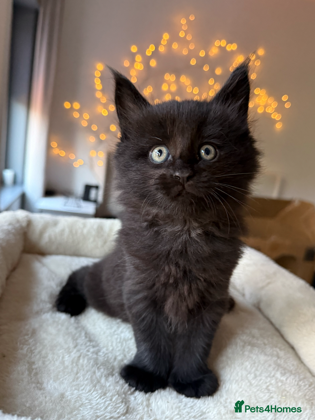 Maine Coon cats for sale: Beautiful Maine Coon Kittens – Ready mid January - Advert 20