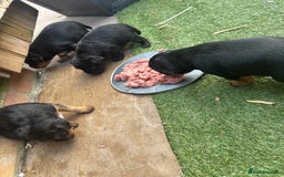 Patterdale Terrier dogs for sale: ❤️❤️Rosie & bobs litter ❤️❤️ - Image 3