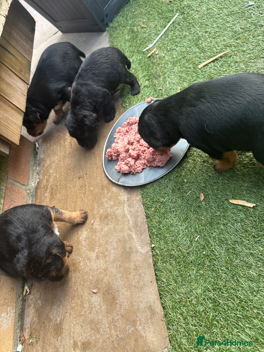 Patterdale Terrier dogs for sale: ❤️❤️Rosie & bobs litter ❤️❤️ - Image 3