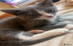 Mixed Breed cats for sale: Beautiful kittens  - Image 15