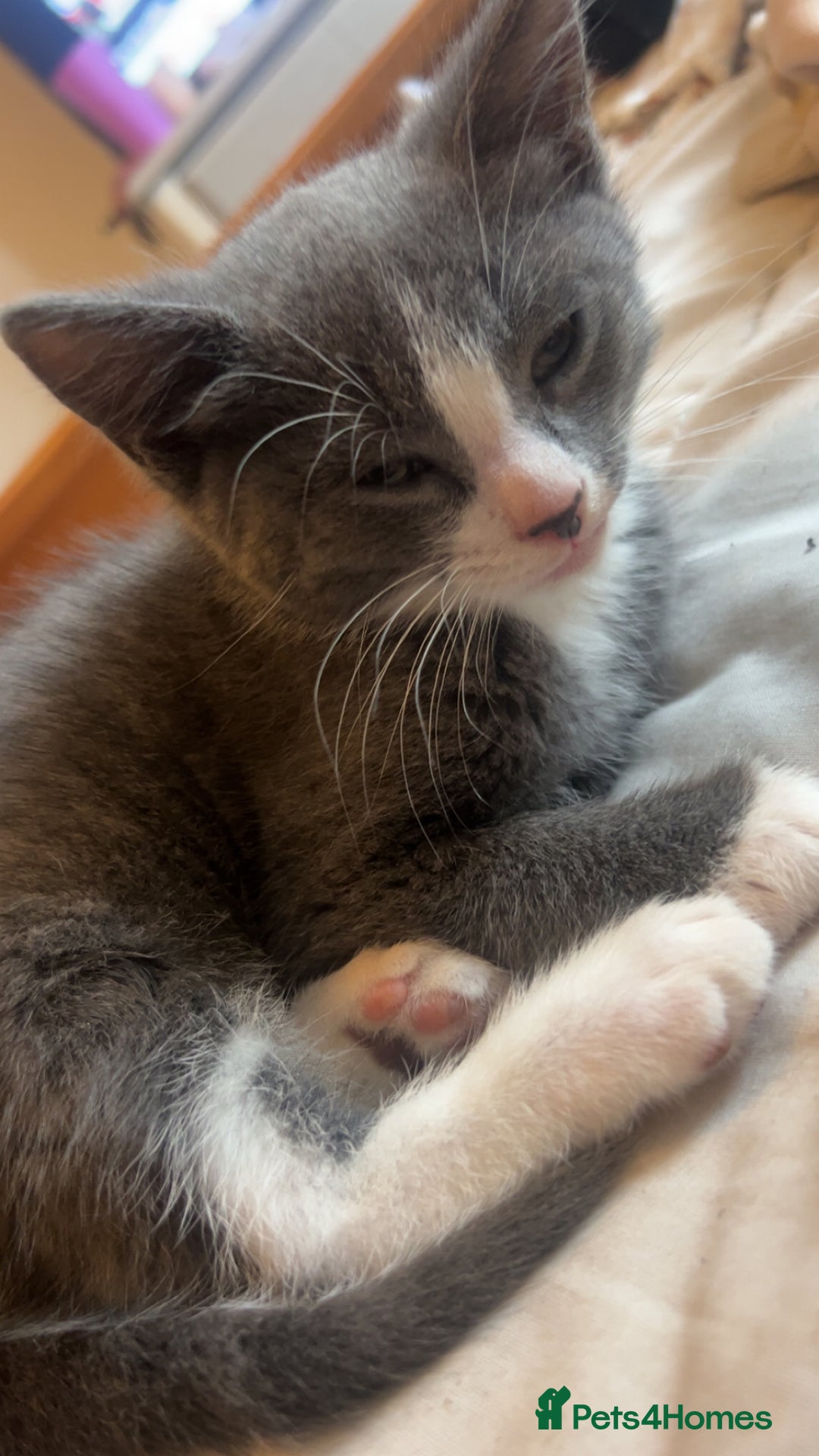 Mixed Breed cats for sale: Beautiful kittens  - Image 15