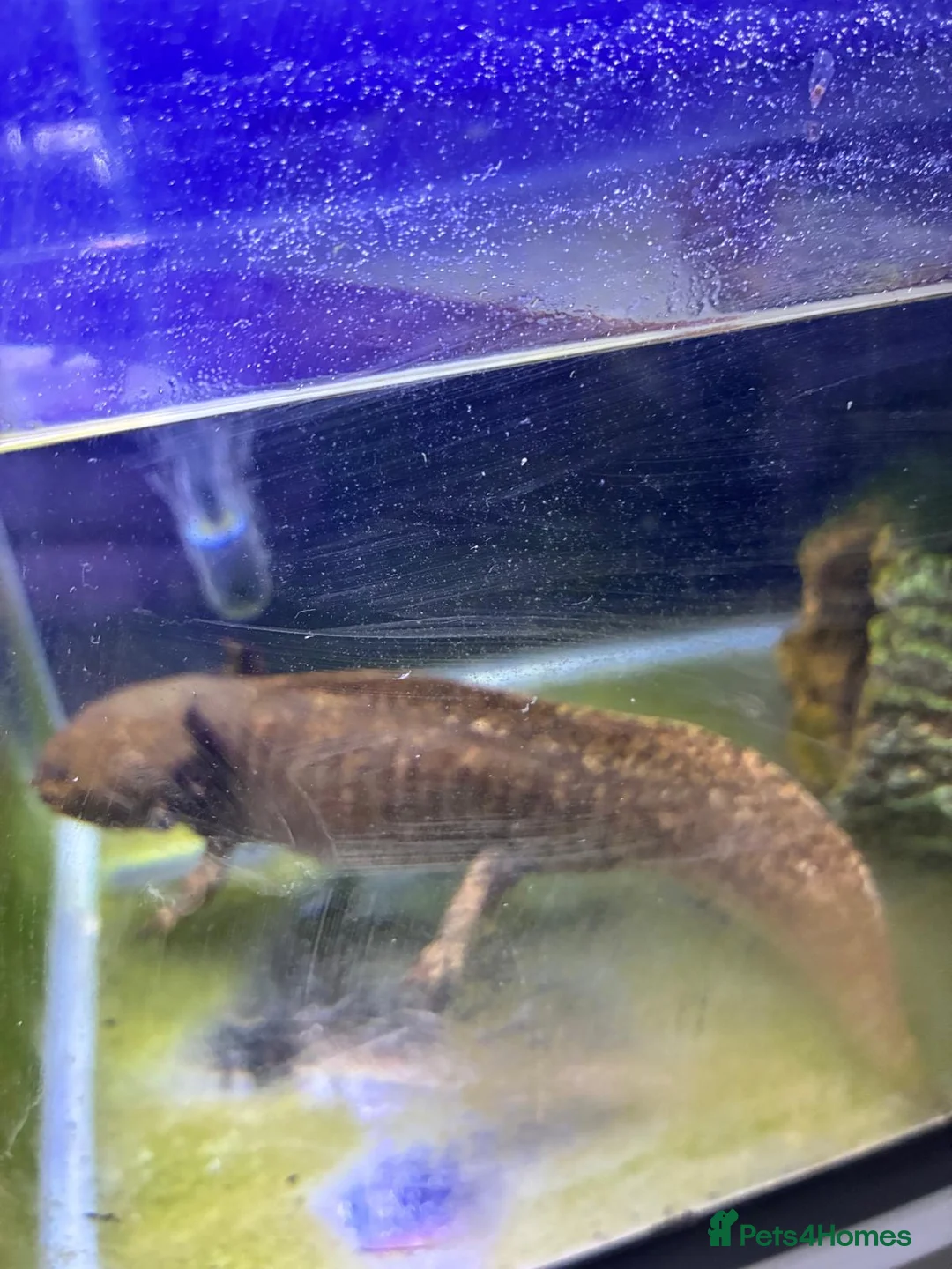Axolotl reptiles for sale: 2 x Axolotls for rehoming - Advert 3