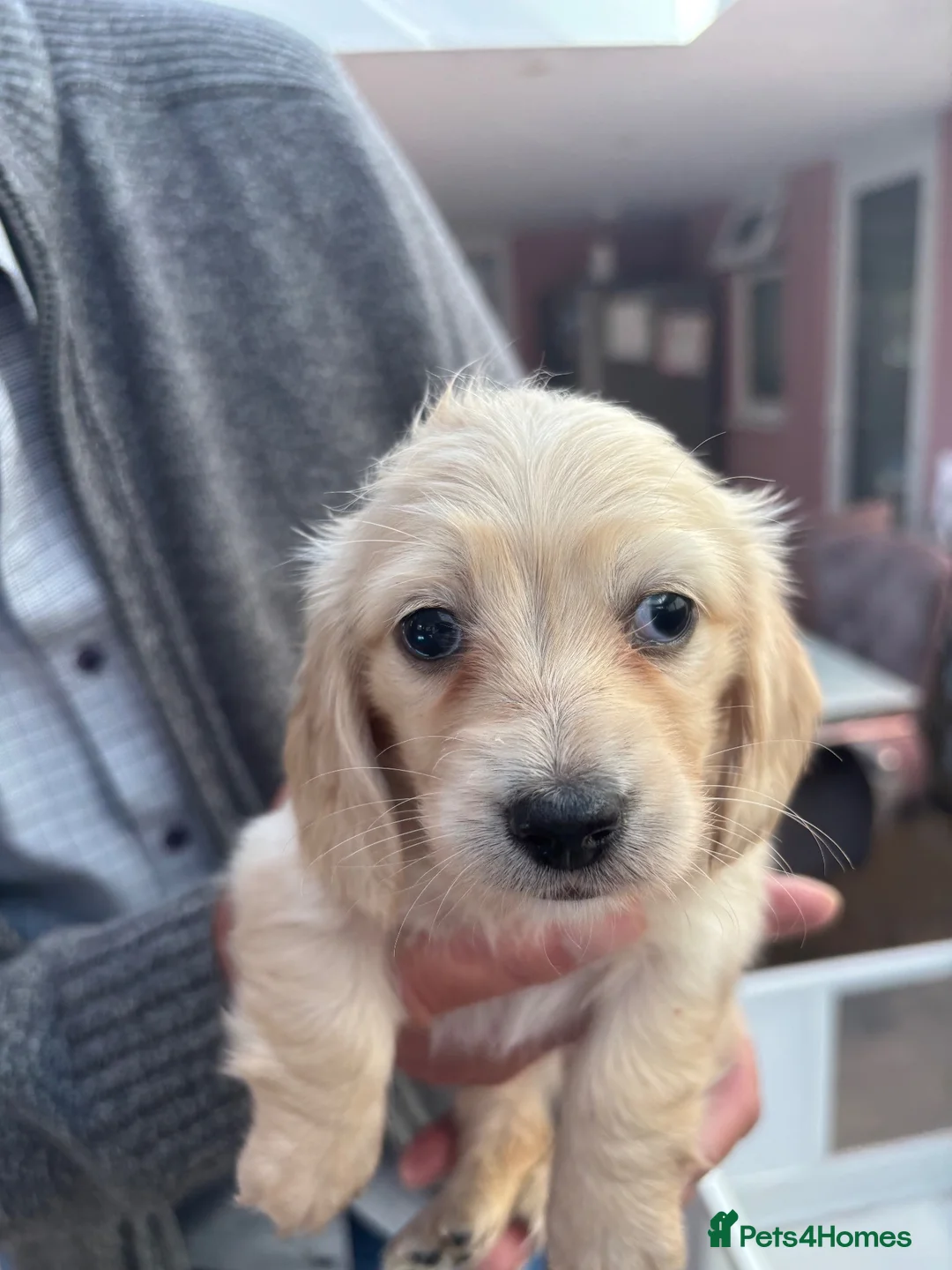 Dachshund dogs for sale: Pale cream miniture  - Advert 2