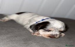 Sprocker dogs for sale: Sprocker puppies - Image 1