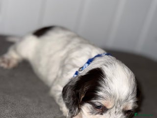 Sprocker dogs - Advert 1