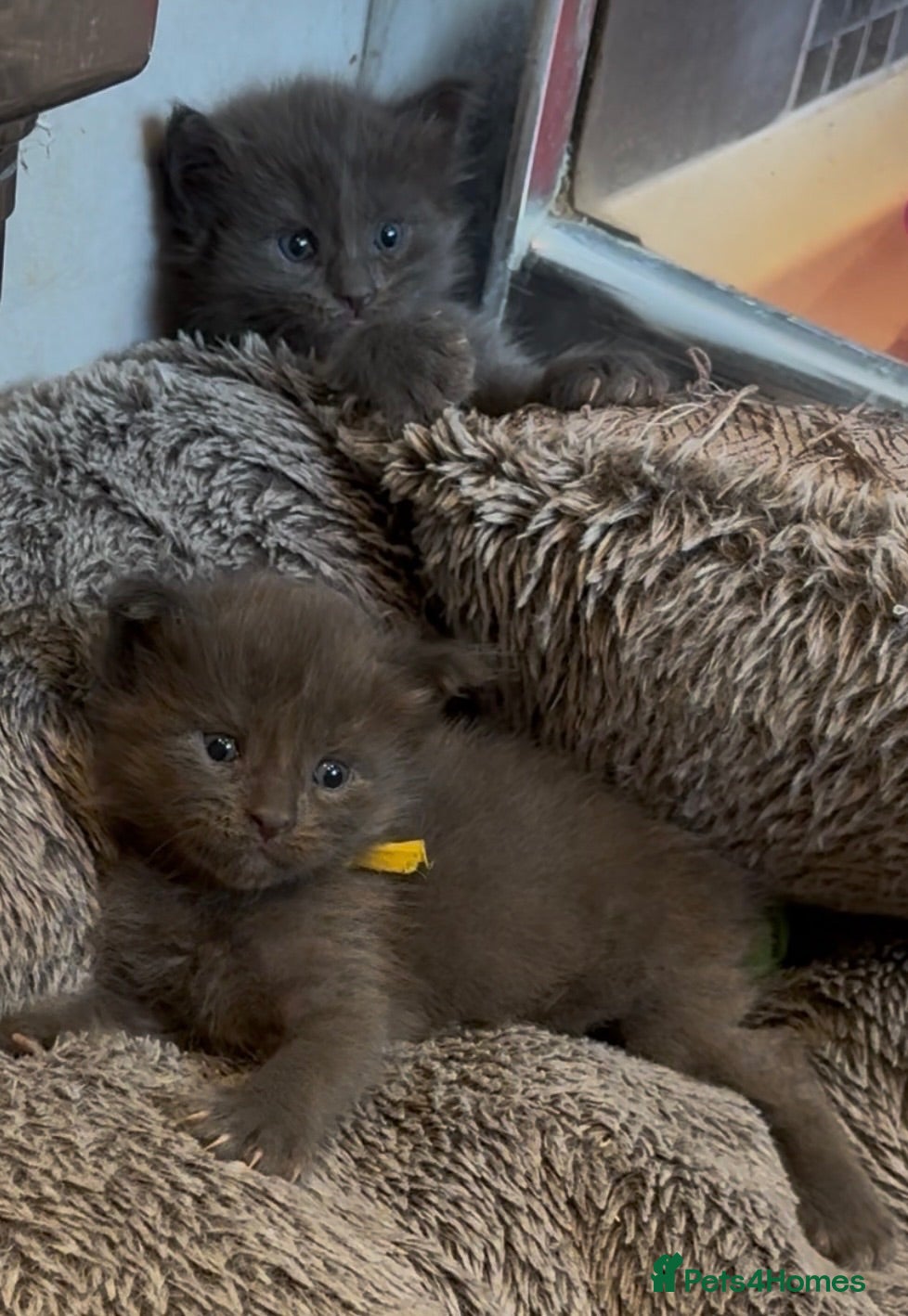 Maine Coon cats Stunning TICA GCCF Russian Blue Maine Coons - Advert 2