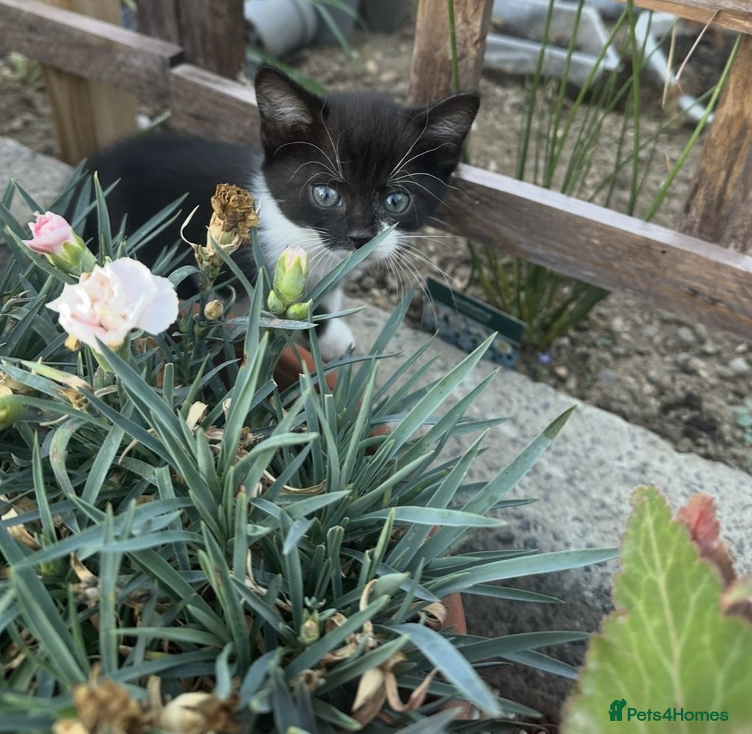 British Shorthair cats for sale: Adorable Black and White Kittens (mixed breed) - Image 11