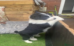 Border Collie dogs for sale: Border collie  - Image 4