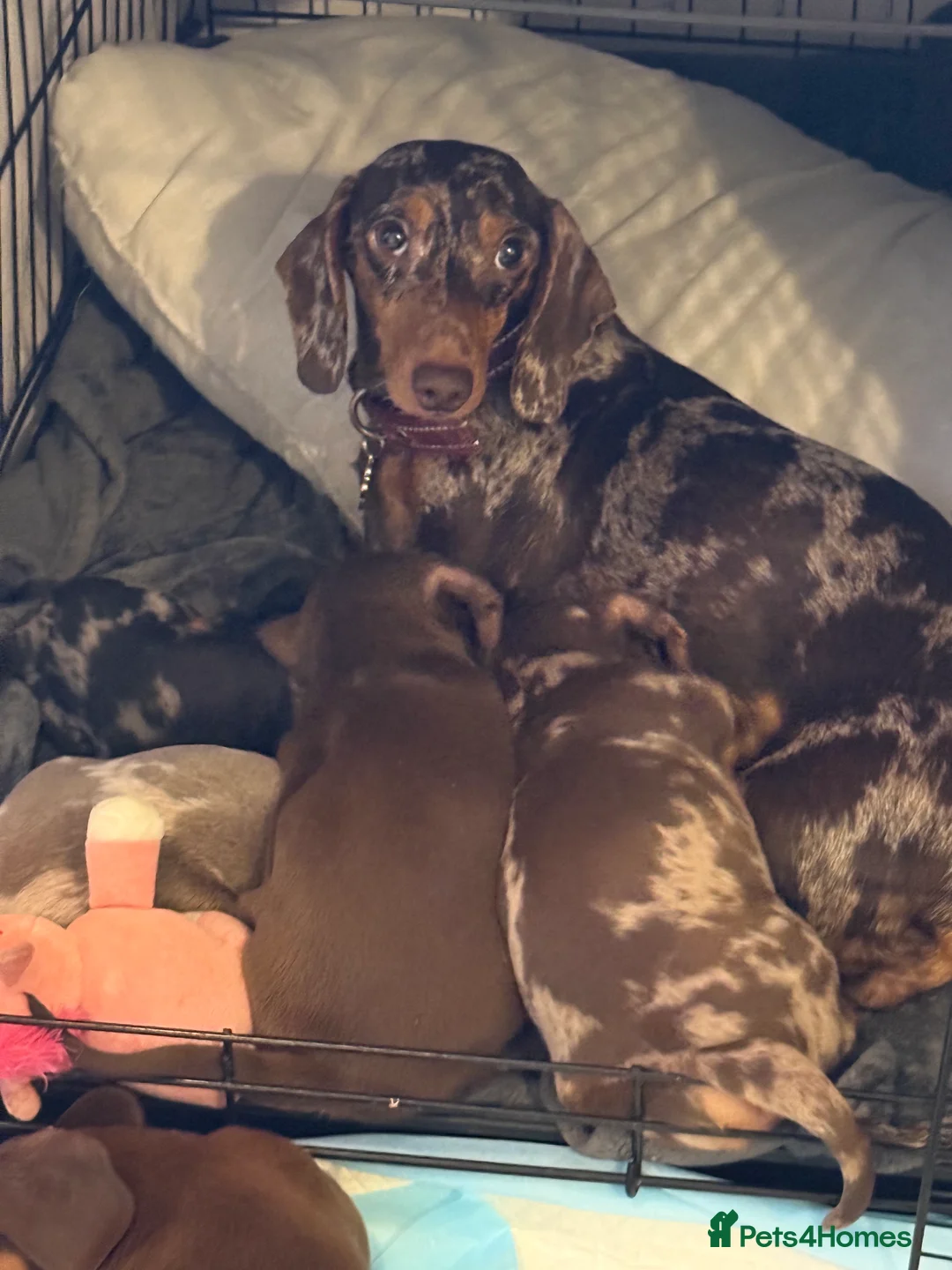 Dachshund dogs for sale: LAST ONE LEFT ! Girl dachshund  - Advert 2