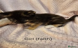 Mixed Breed cats for sale: British Long hair x kittens ONLY 4 FEMALES LEFT - Image 10