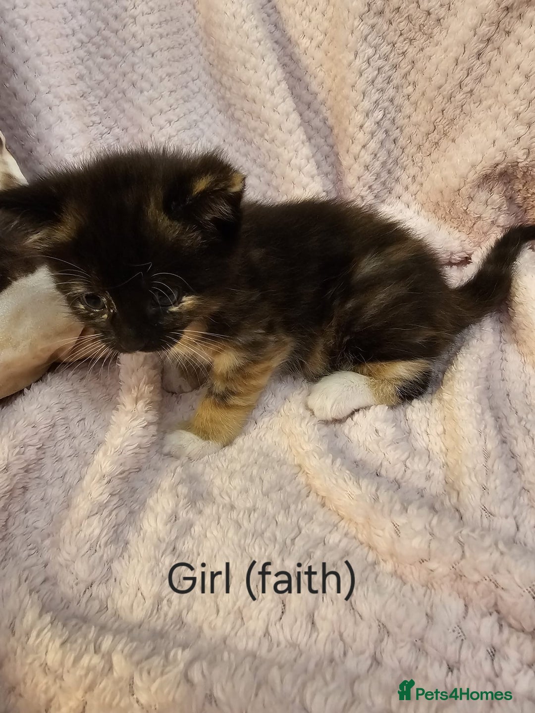 Mixed Breed cats for sale: British Long hair x kittens ONLY 4 FEMALES LEFT - Image 10