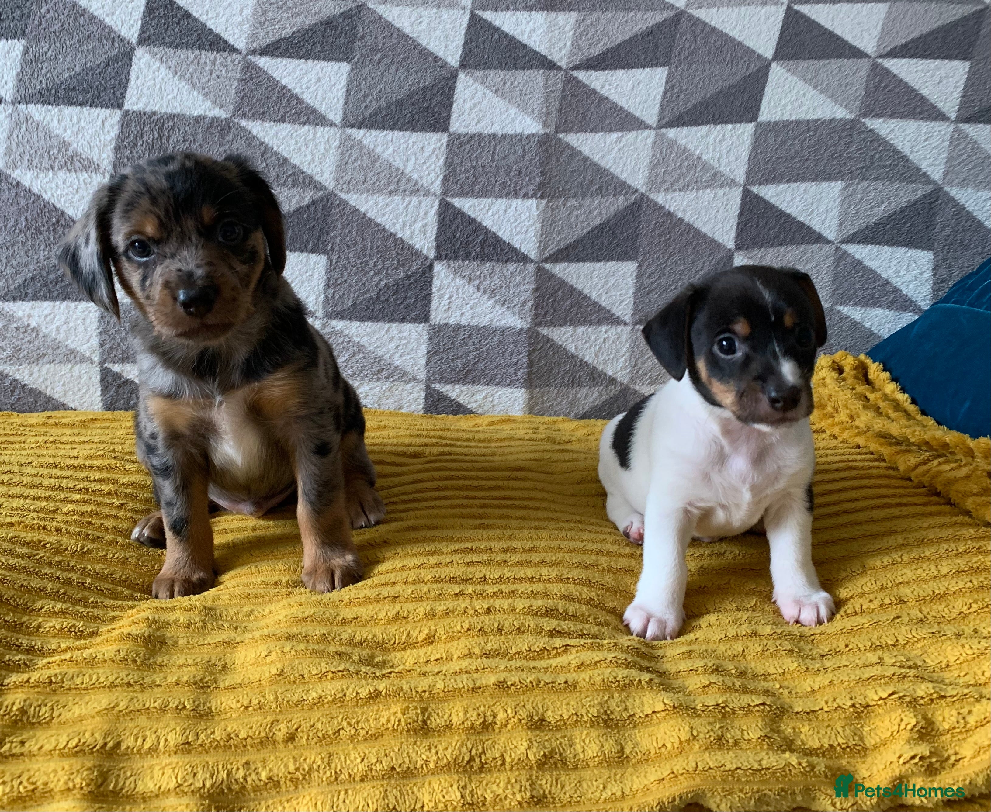 Mixed Breed dogs Puppies for good home - Advert 1