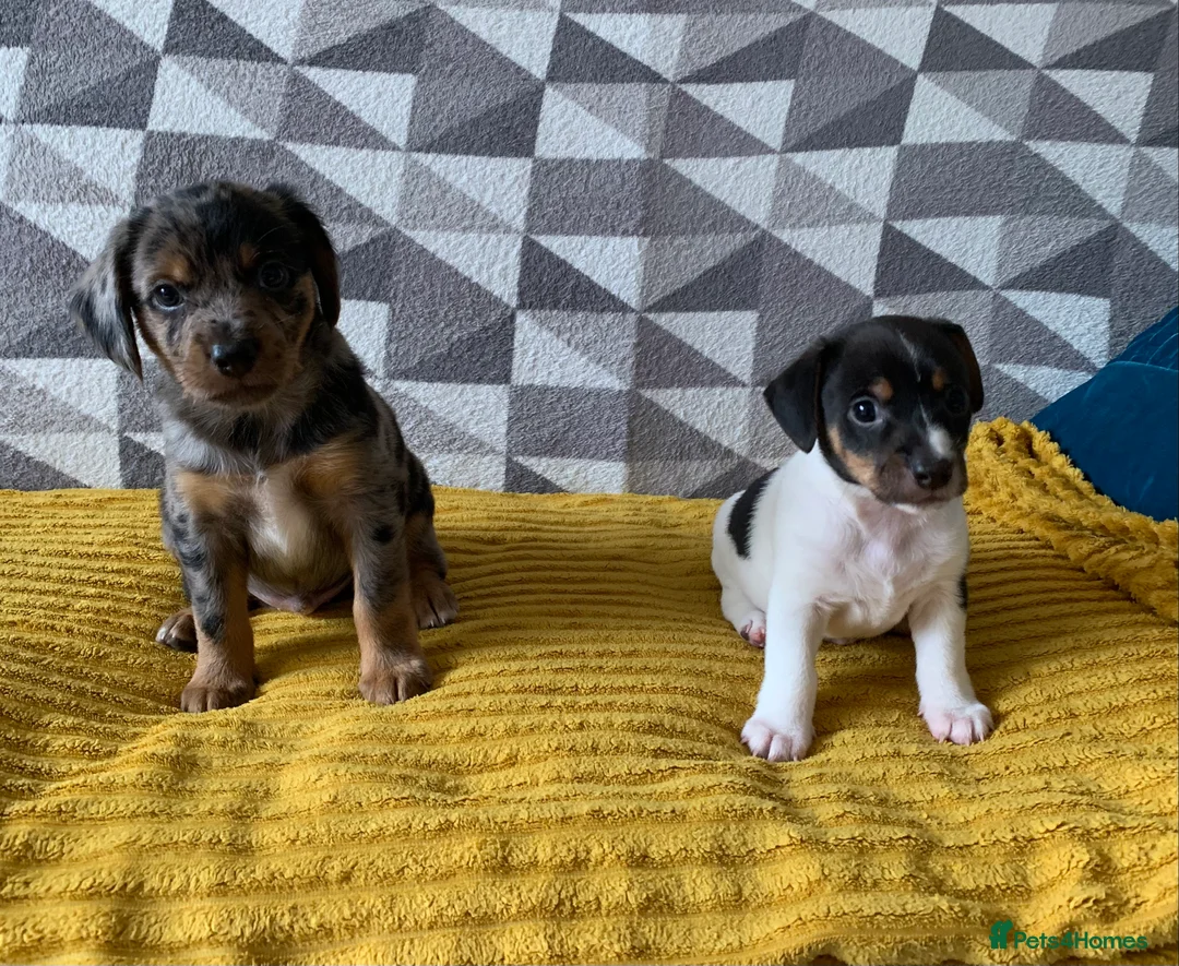 Mixed Breed dogs for sale: Puppies for good home - Advert 1