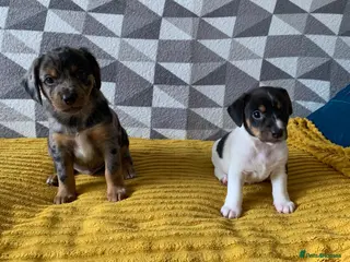 Mixed Breed dogs Puppies for good home - Advert 1