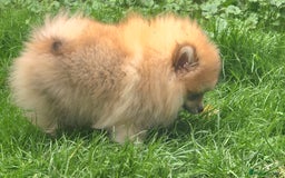 Pomeranian dogs for sale: 🔥Female Pomeranian puppy🔥KC reg🔥for sale🔥 - Image 7