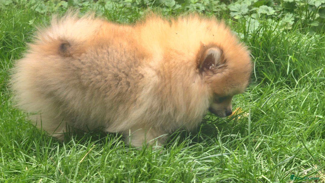 Pomeranian dogs for sale: 🔥Female Pomeranian puppy🔥KC reg🔥for sale🔥 - Image 7