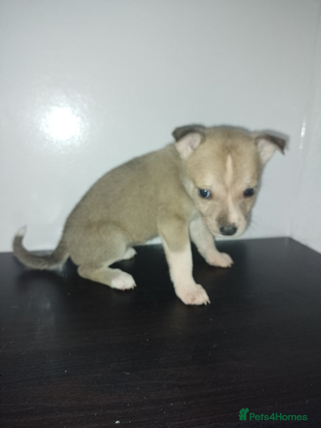 Mixed Breed dogs for sale: Staffy x Akita Puppies - Advert 5