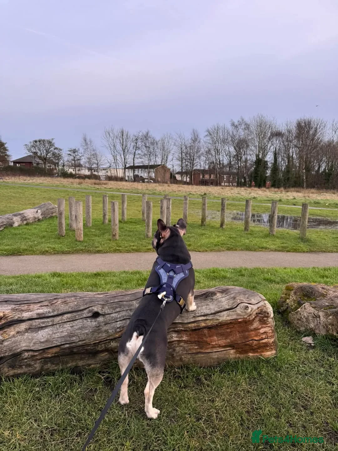 French Bulldog dogs for sale: Male french bulldog  - Advert 5