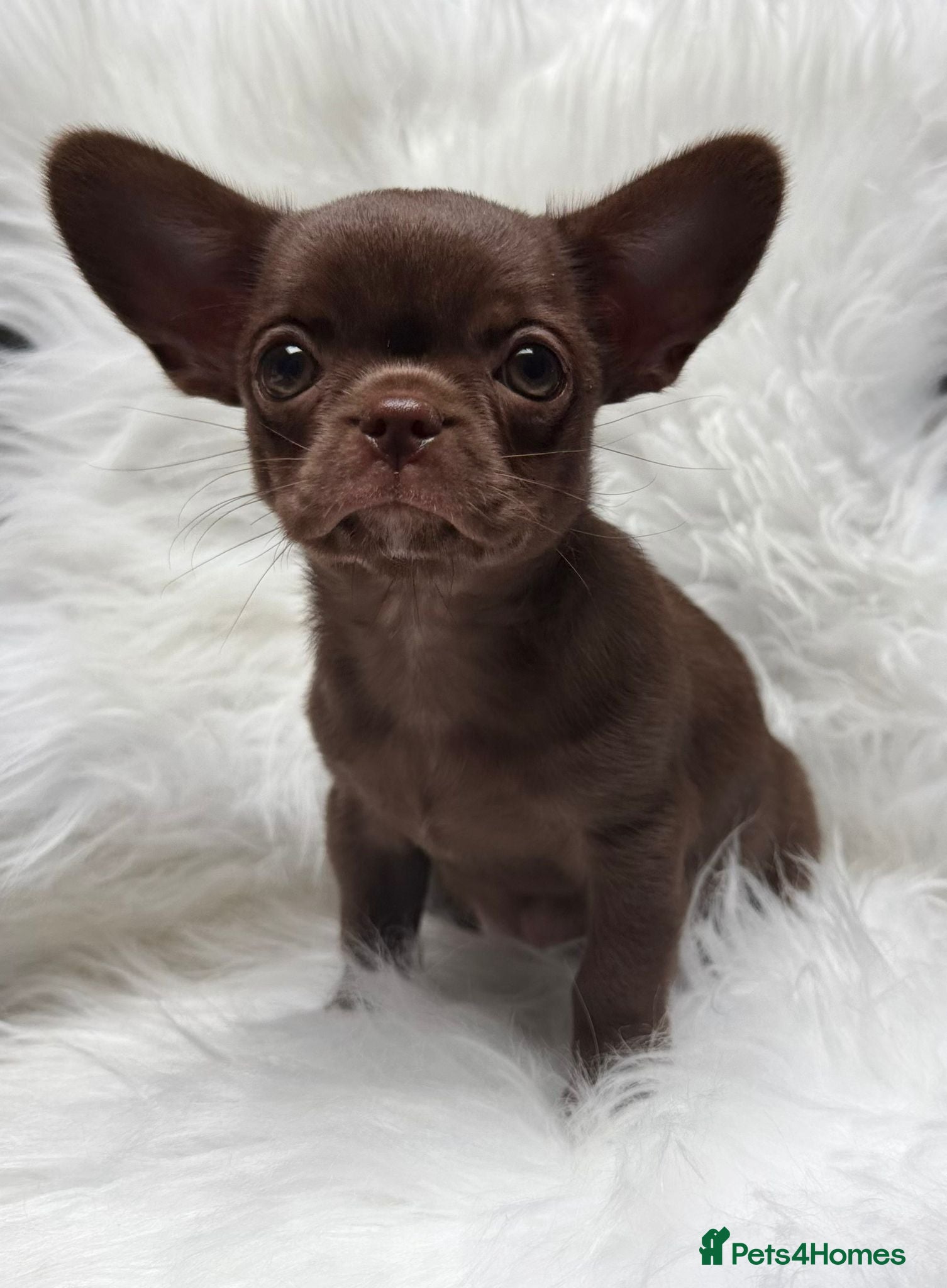 Chihuahua dogs KC puppies for sale  - Advert 1